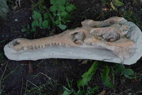 Crocodile Head Fossil