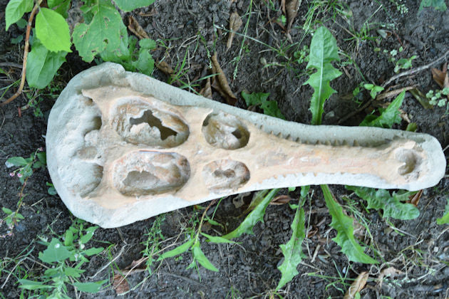 Crocodile Head Fossil