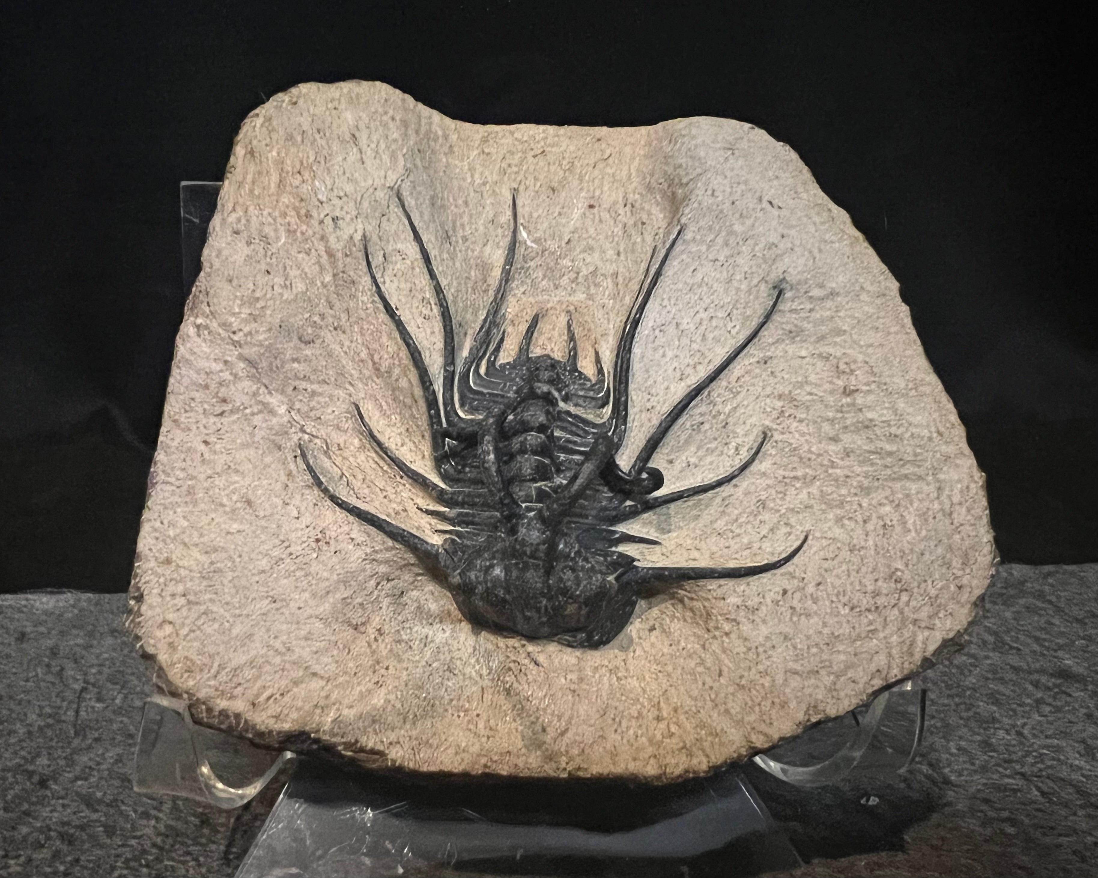 Trilobite specimen