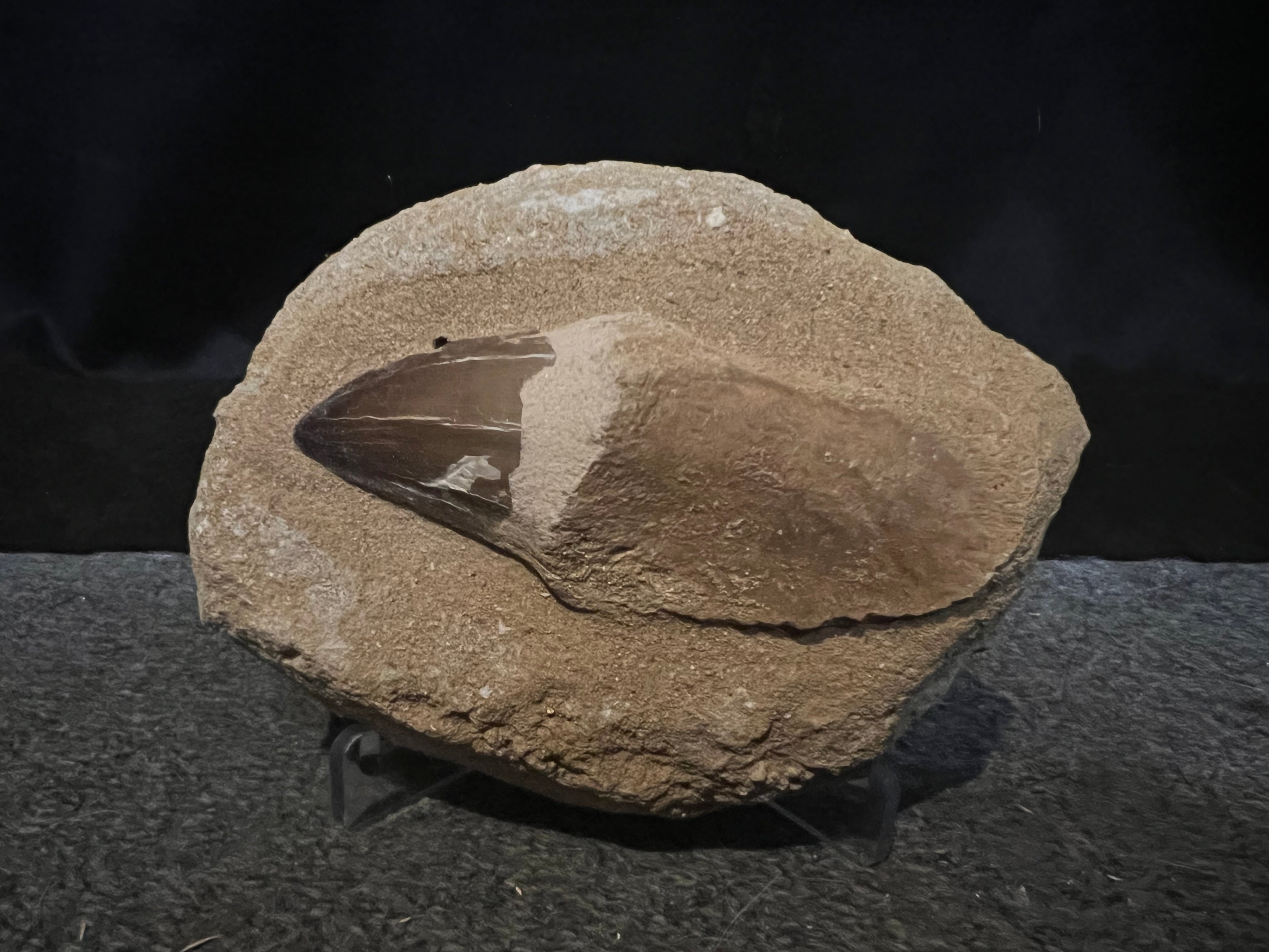 MOSASAUR TOOTH