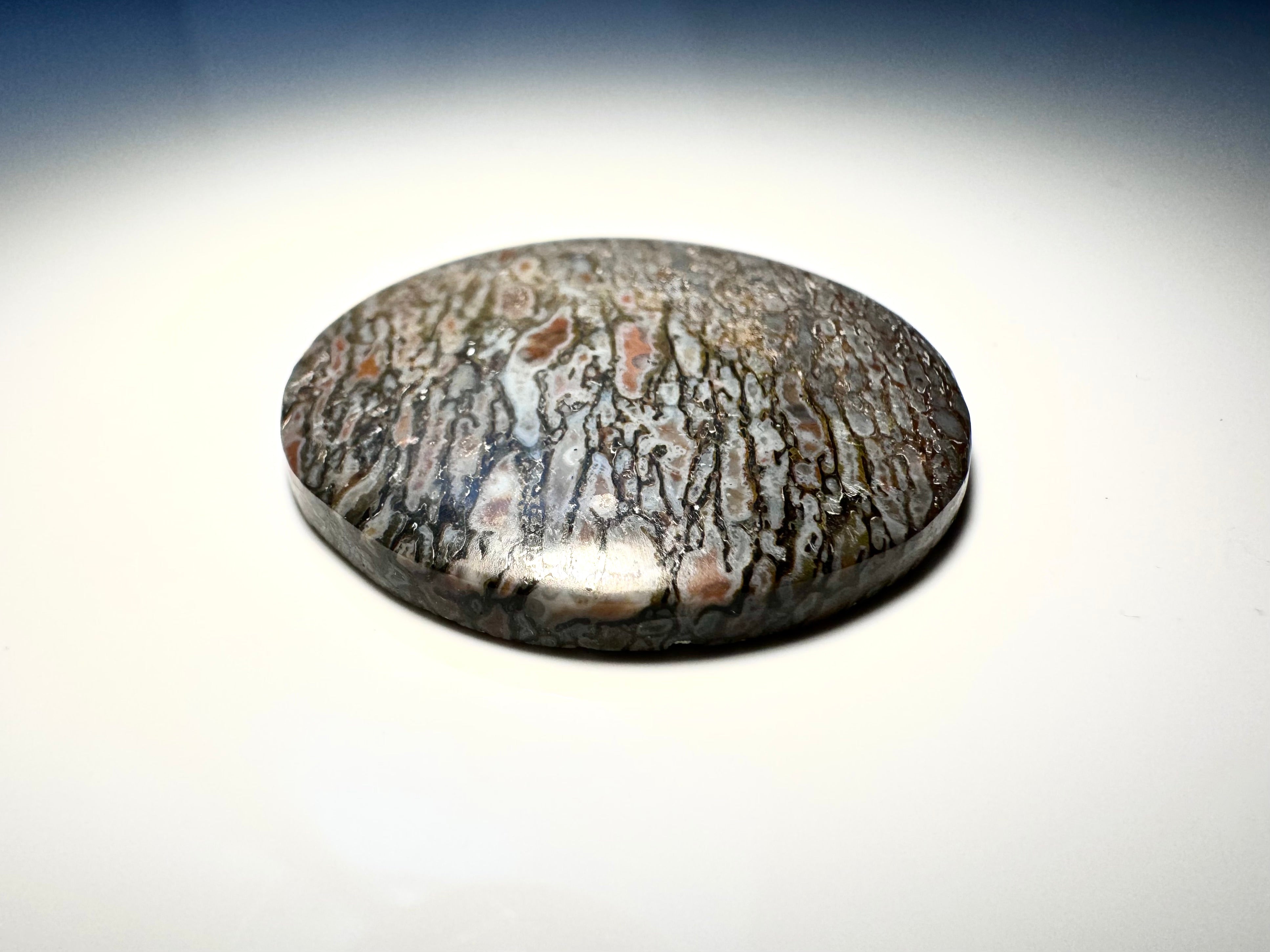 Dinosaur Bone Large Round Stone