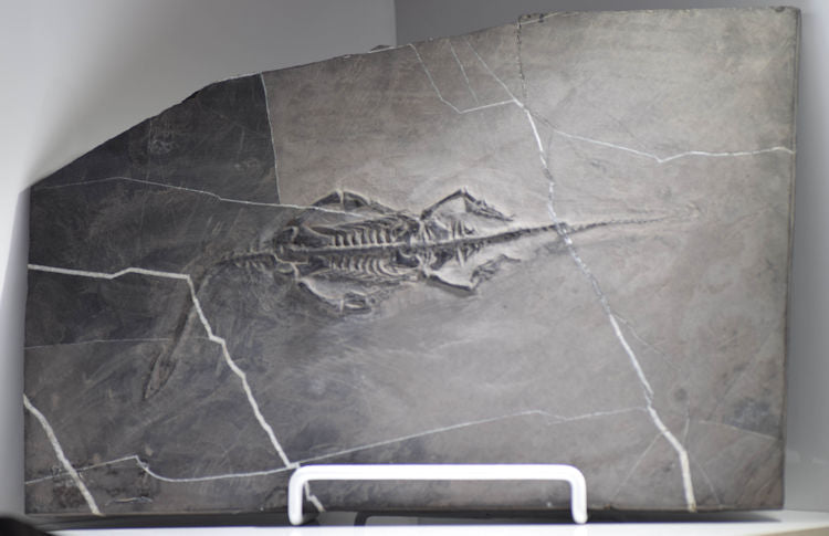 KEICHOUSAURUS
