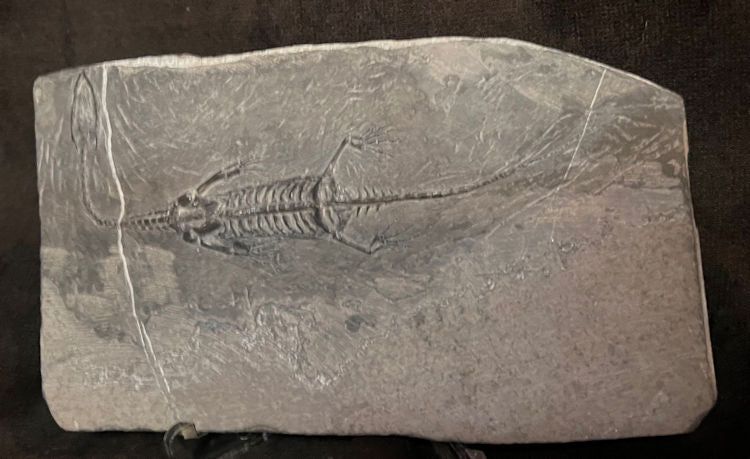 KEICHOUSAURUS