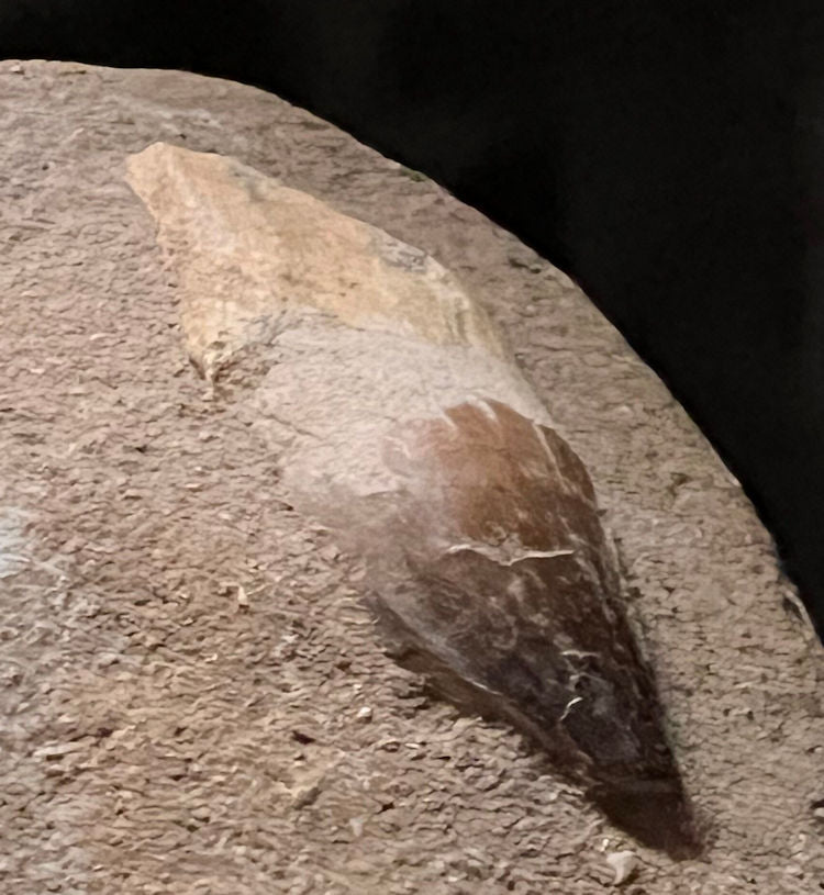 MOSASAUR TOOTH