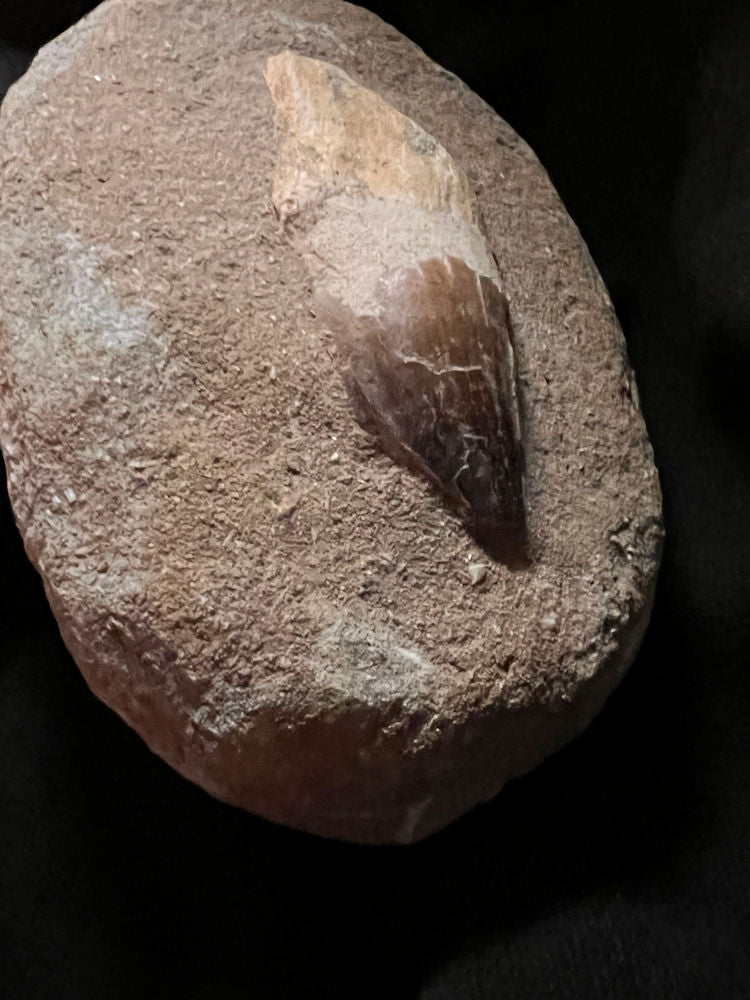 Mosasaur Tooth