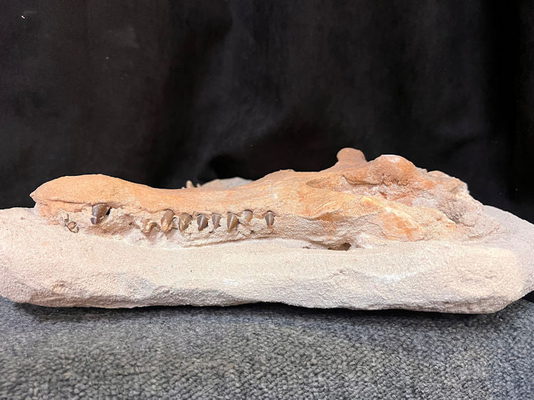 CROCODILE HEAD FOSSIL MOROCCO 14"