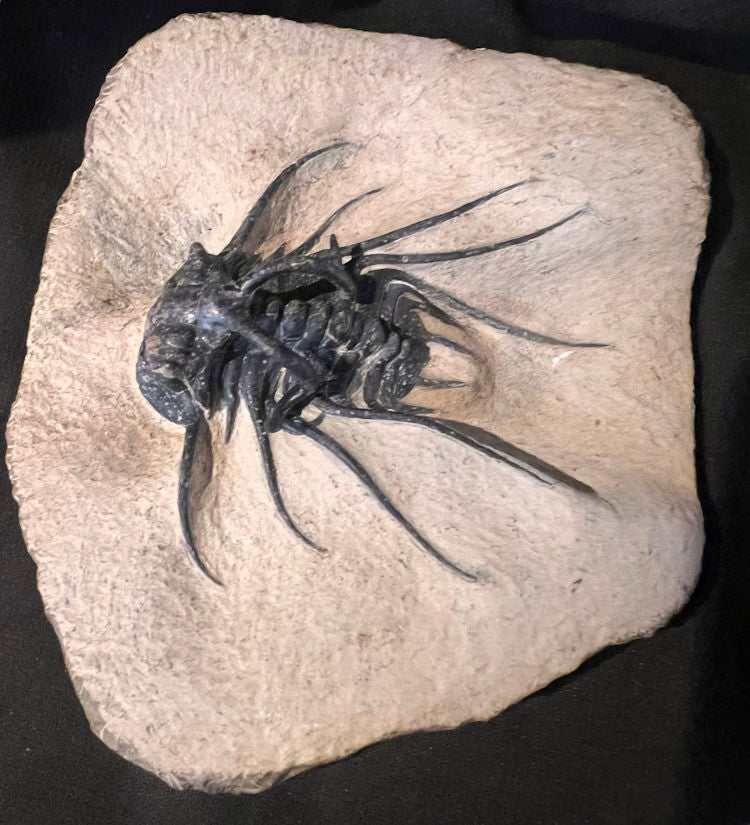 Trilobite specimen