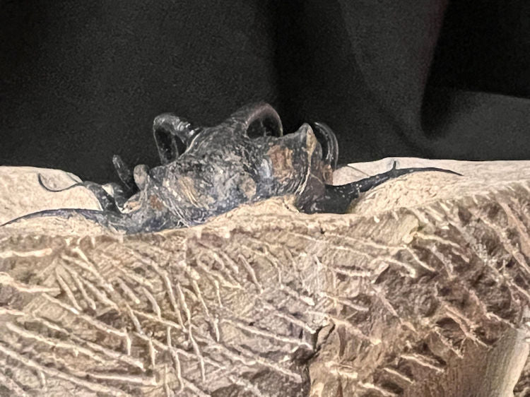 Trilobite specimen