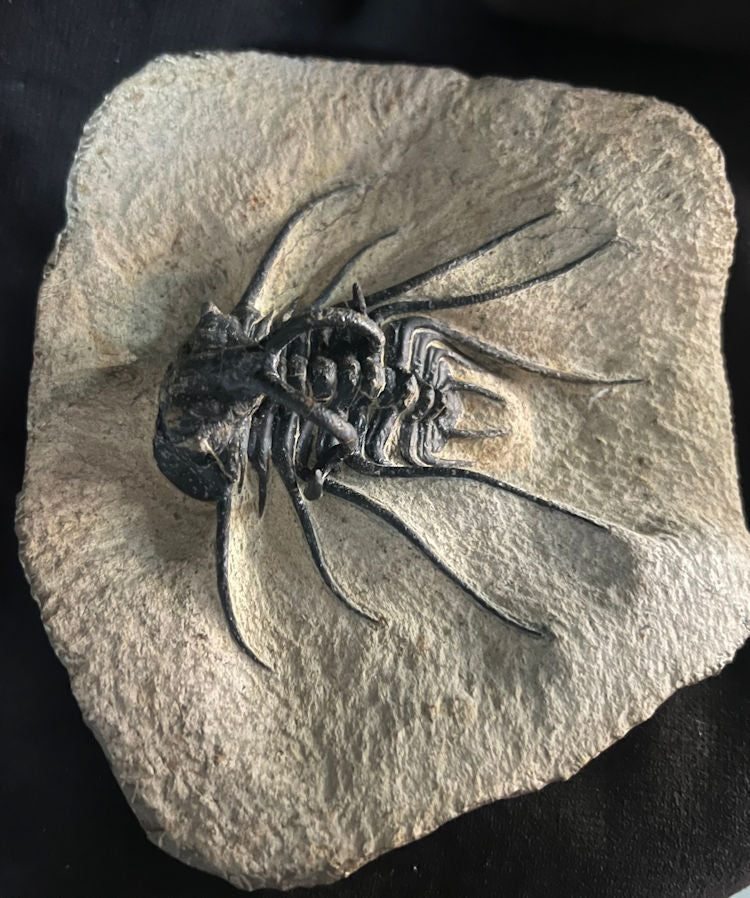 Trilobite specimen